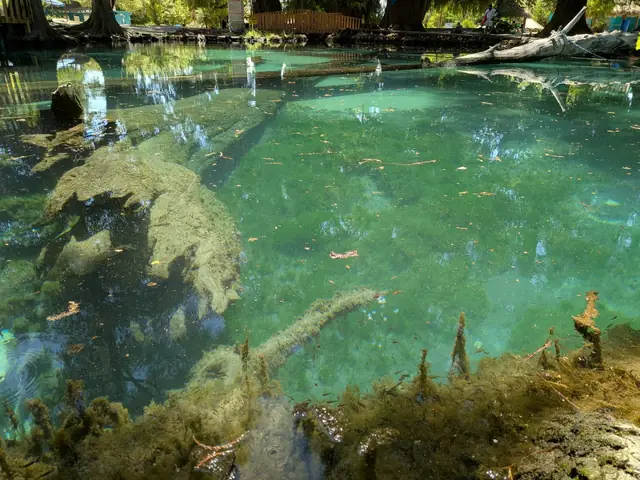 Agua cristalina del manantial con troncos sumergidos